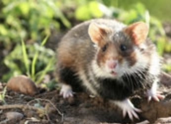 Connaissez-vous le Grand hamster d&rsquo;Alsace ?