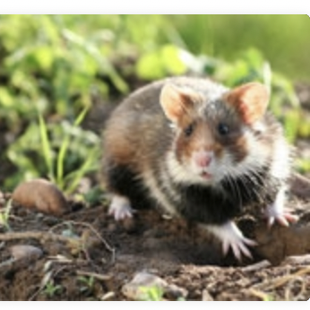 Connaissez-vous le Grand hamster d&rsquo;Alsace ?
